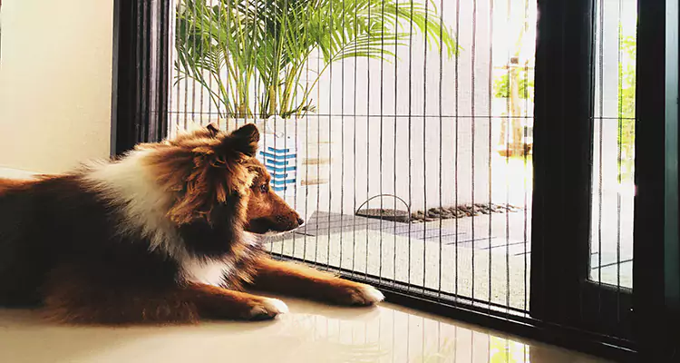 Sliding Screen Pet Door Repair in Dania Beach, FL