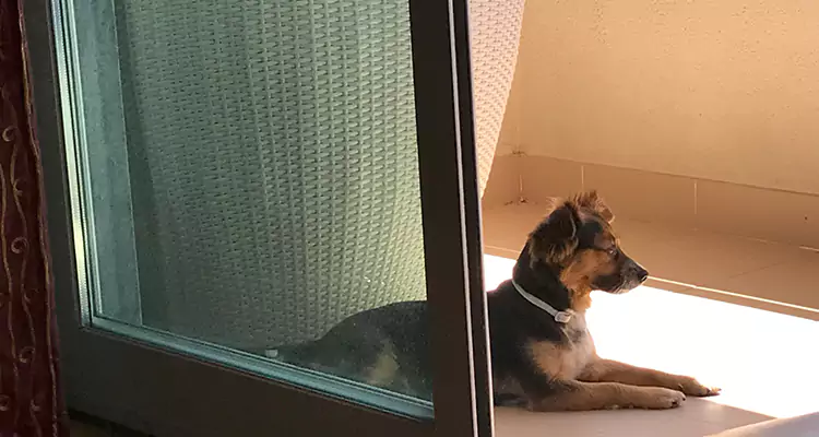 French Door Pet Screen Repair in Dania Beach, FL
